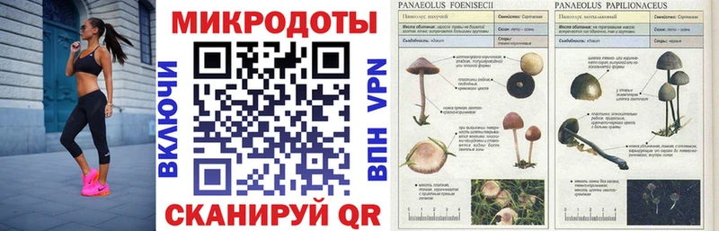 Галлюциногенные грибы Psilocybine cubensis  где продают наркотики  Котлас 